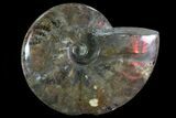 Iridescent Red Flash Ammonite - Madagascar #81383-1